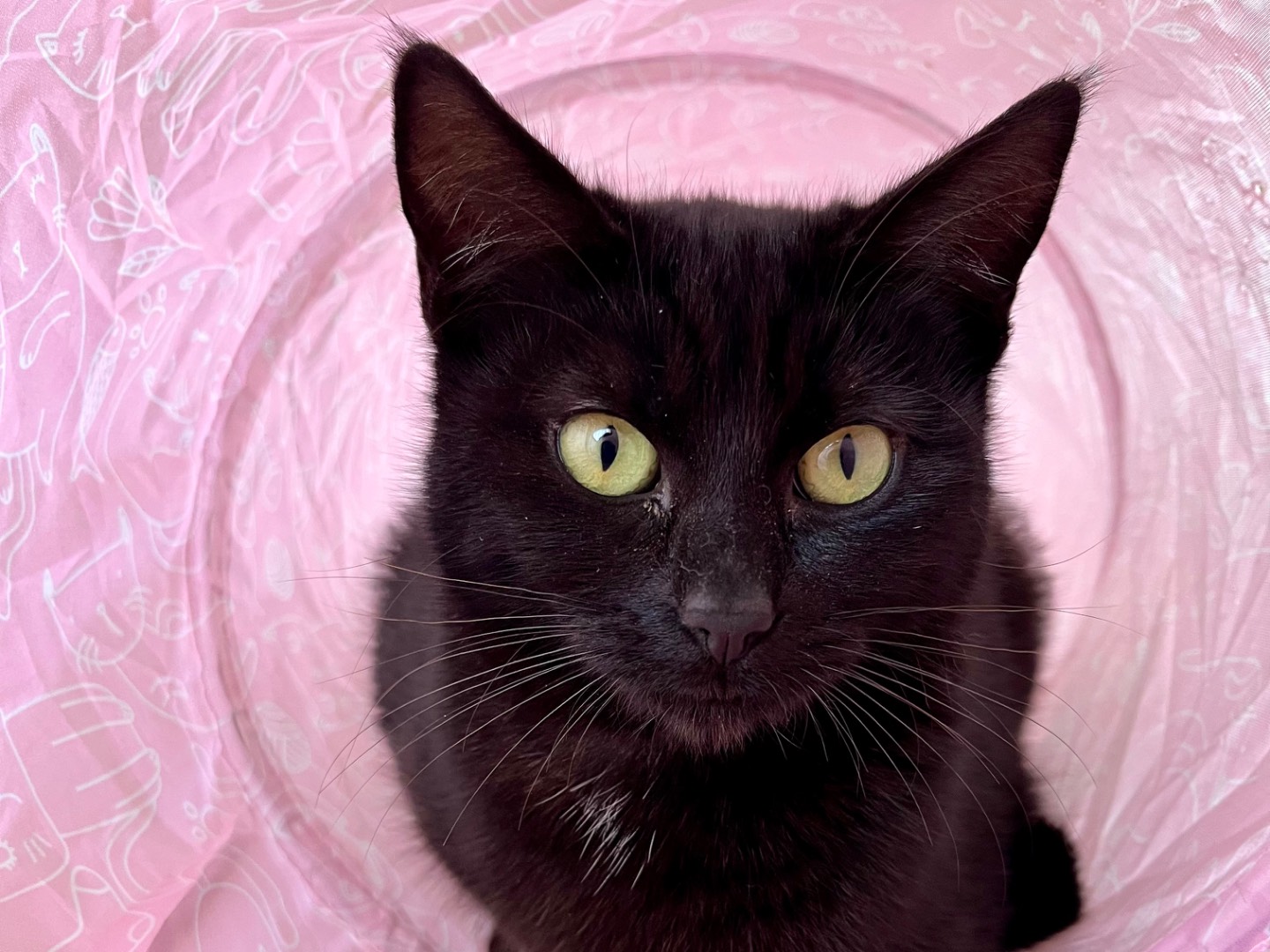 Vuoi adottare un gatto a Ancona?