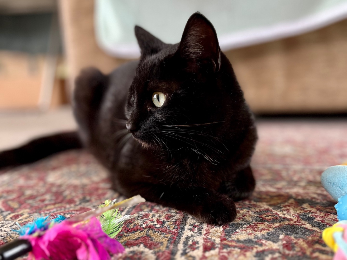 Adotta il gatto Maki a Ancona