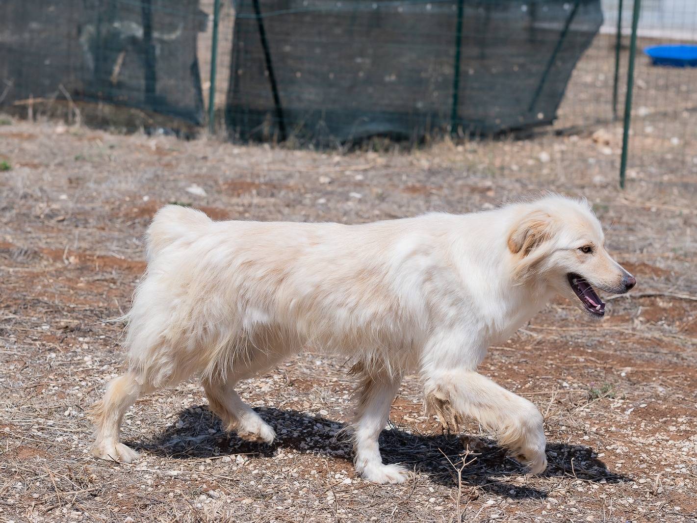 Vuoi adottare un cane a Bari?