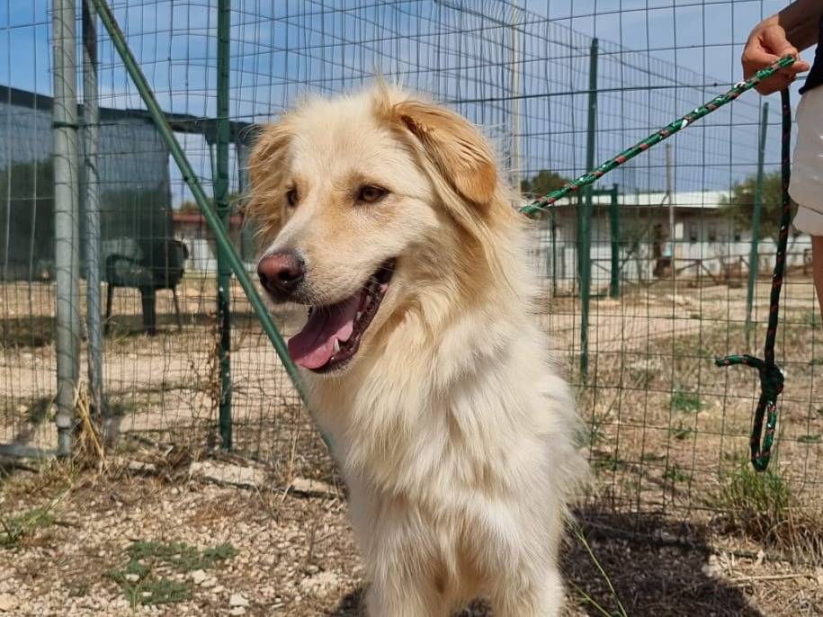 Adotta il cane Riko a Bari