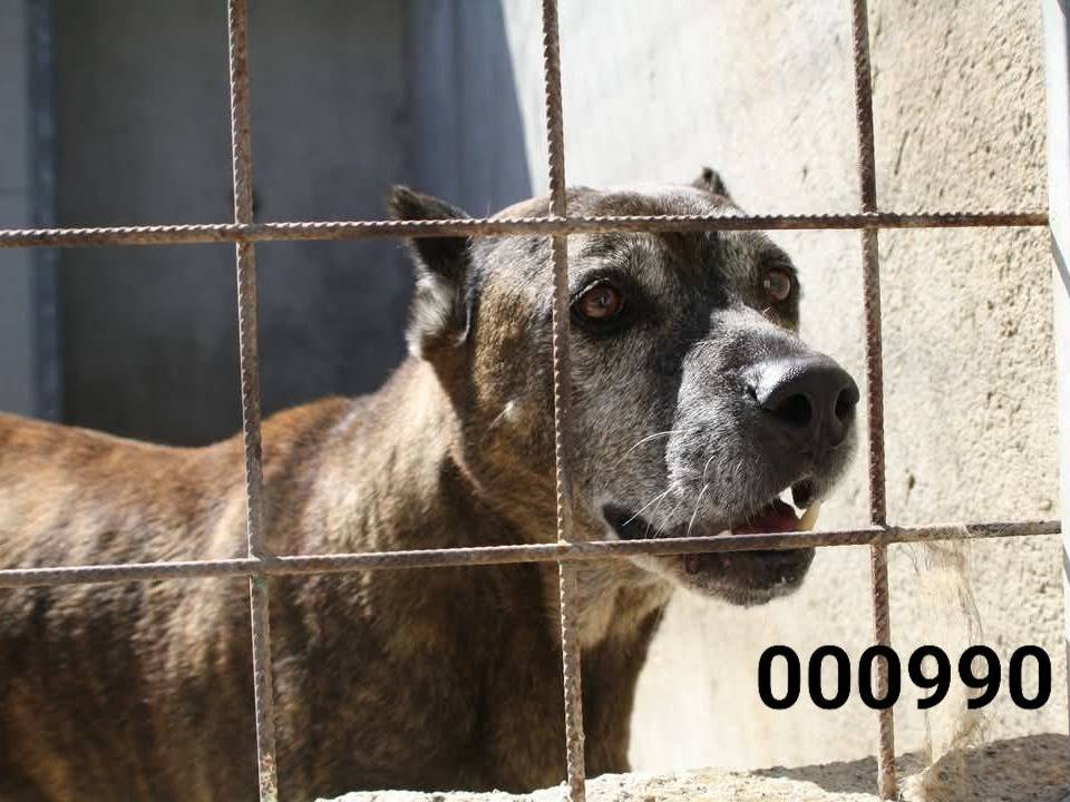 Foto dell'animale