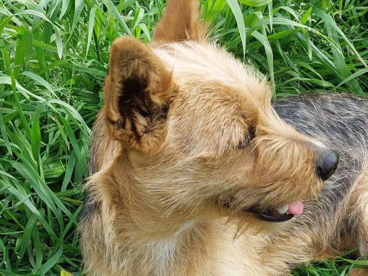 Adotta un cane, femmina, 1 anno e 5 mesi , Crotone