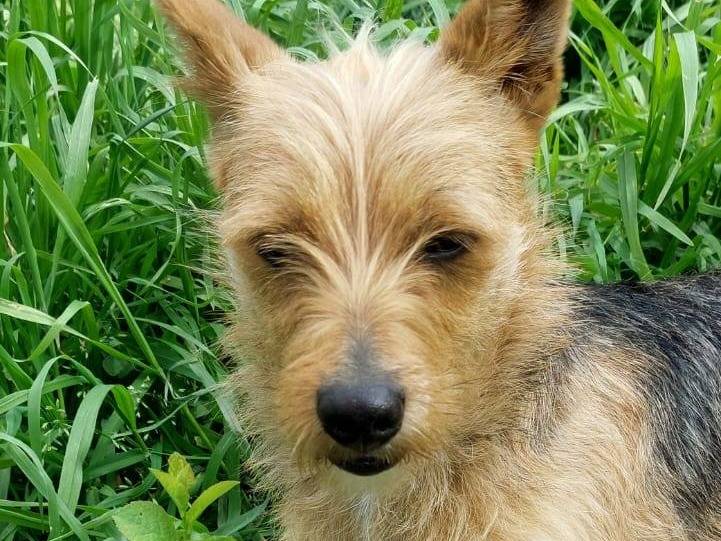 Adotta un cane, taglia piccola, femmina, Crotone
