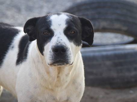 Adotta un cane, maschio, 9 anni, Crotone