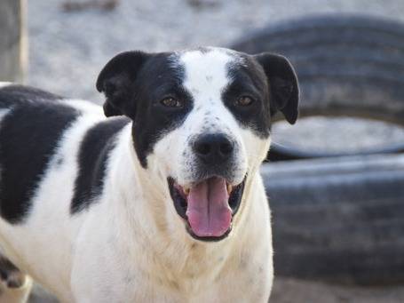 Adotta un cane, taglia media, maschio, Crotone