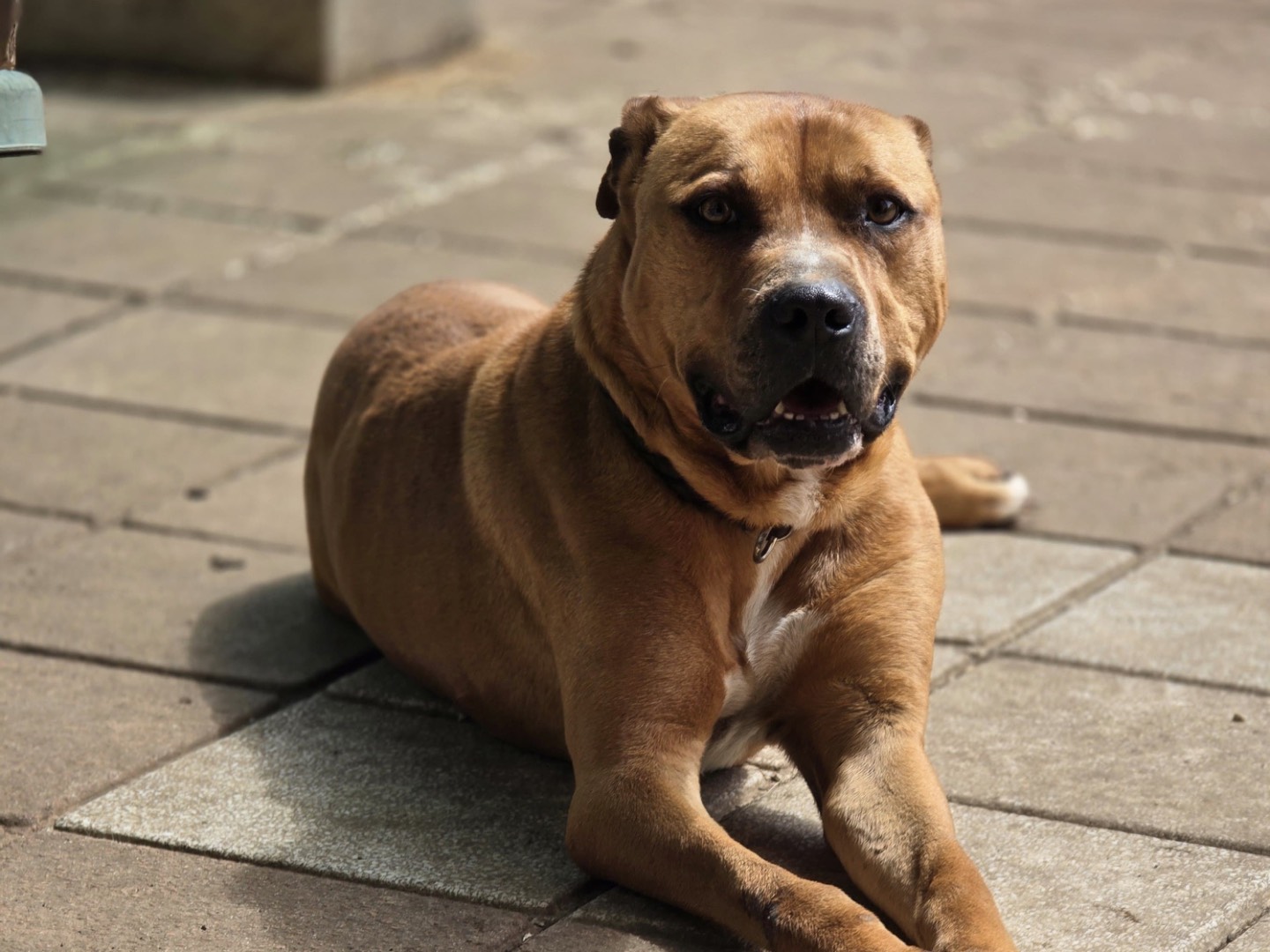 Vuoi adottare un cane a Roma?