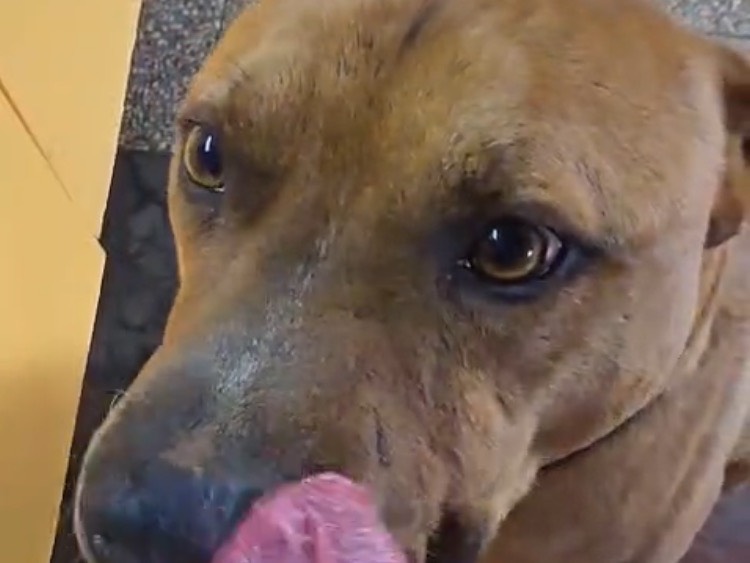 Adotta il cane Thy a Roma