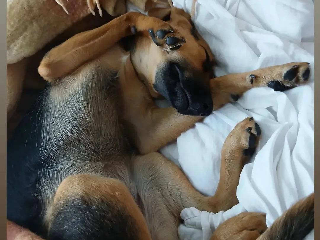 Foto dell'animale