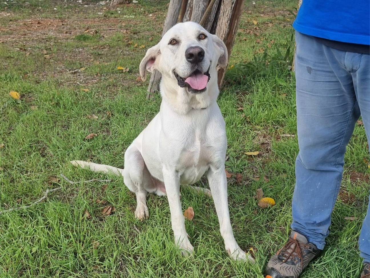 Adotta il cane Lemon a Bari