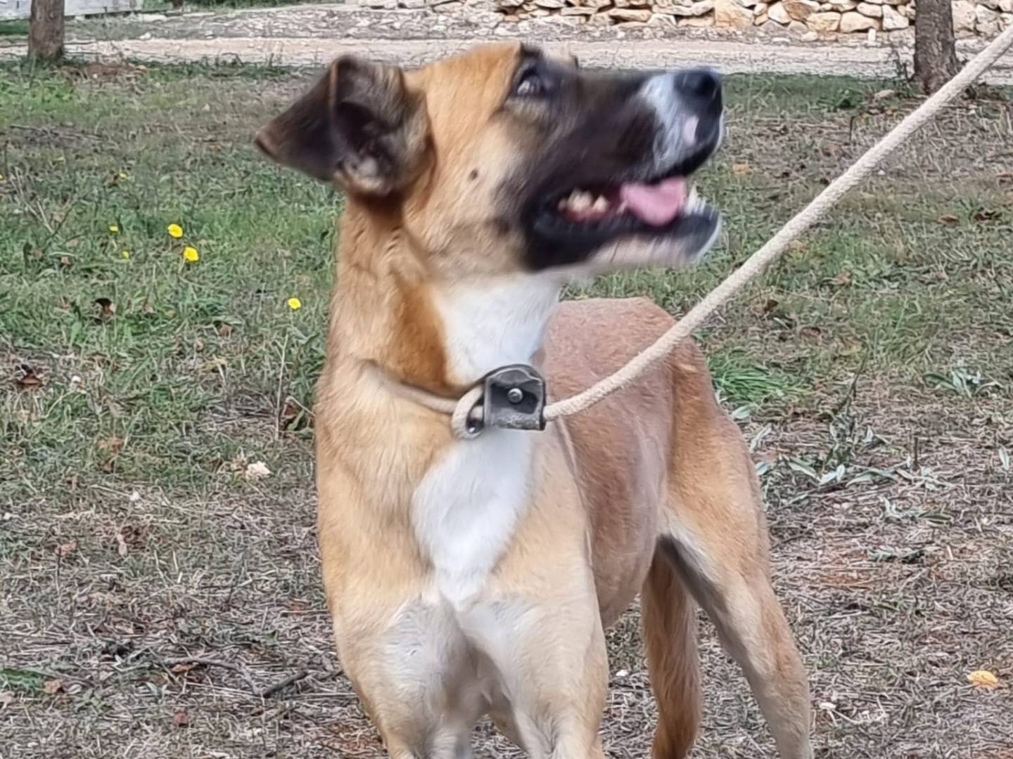 Adotta un cane, femmina, 2 anni  e 1 mese, Bari