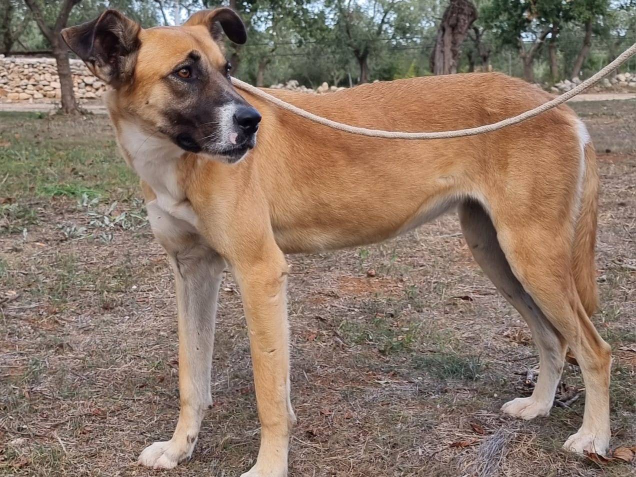 Adotta il cane Pita a Bari