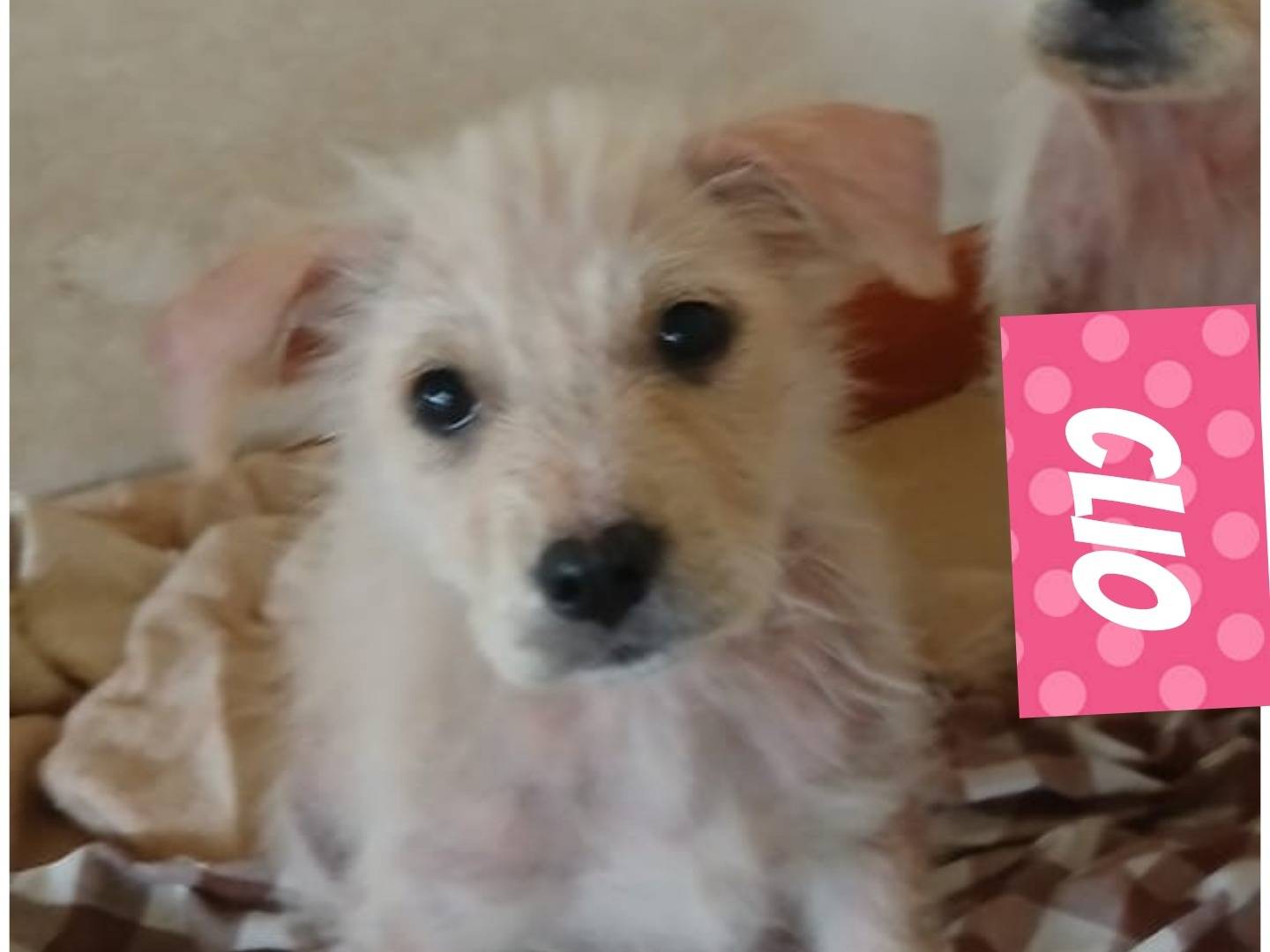 Adotta un cane, femmina, 11 mesi, Bari