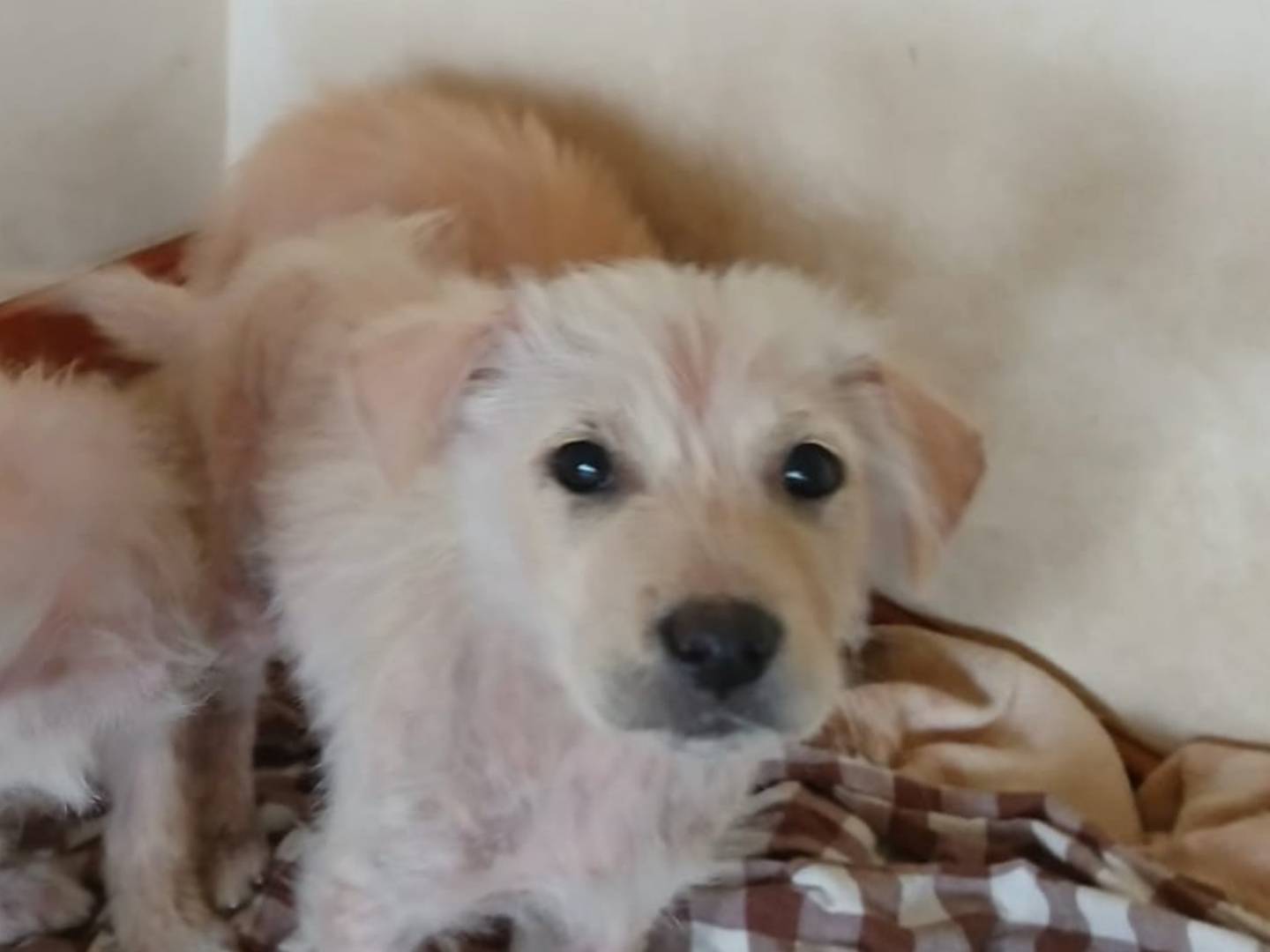 Adotta un cane, taglia media, femmina, Bari