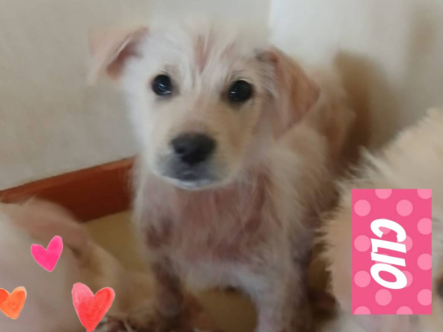 Vuoi adottare un cane a Bari?