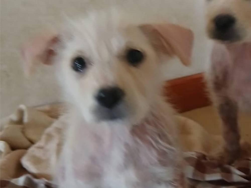 Adotta il cane Clio a Bari