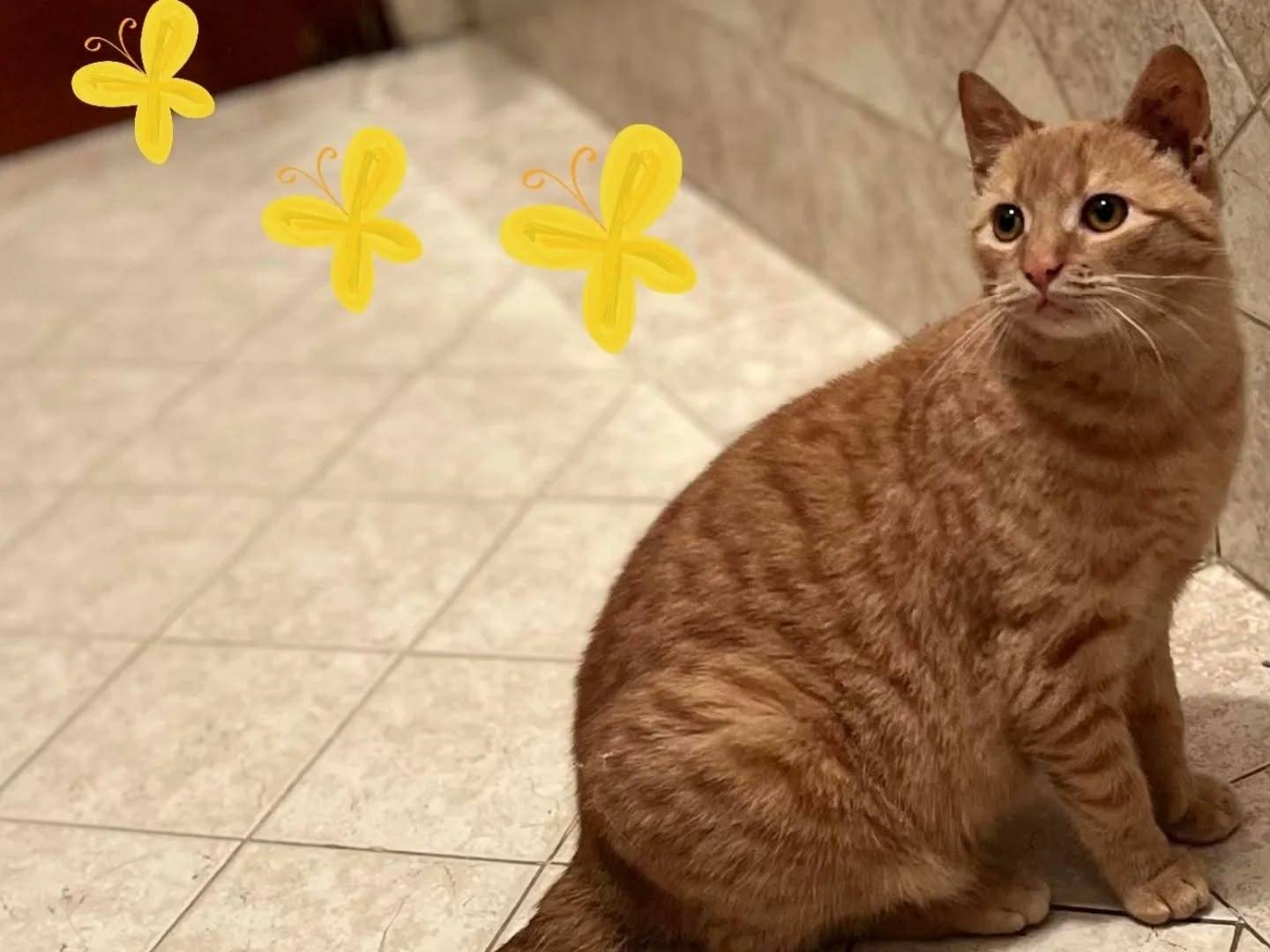 Adotta un gatto, femmina, 9 mesi, Latina
