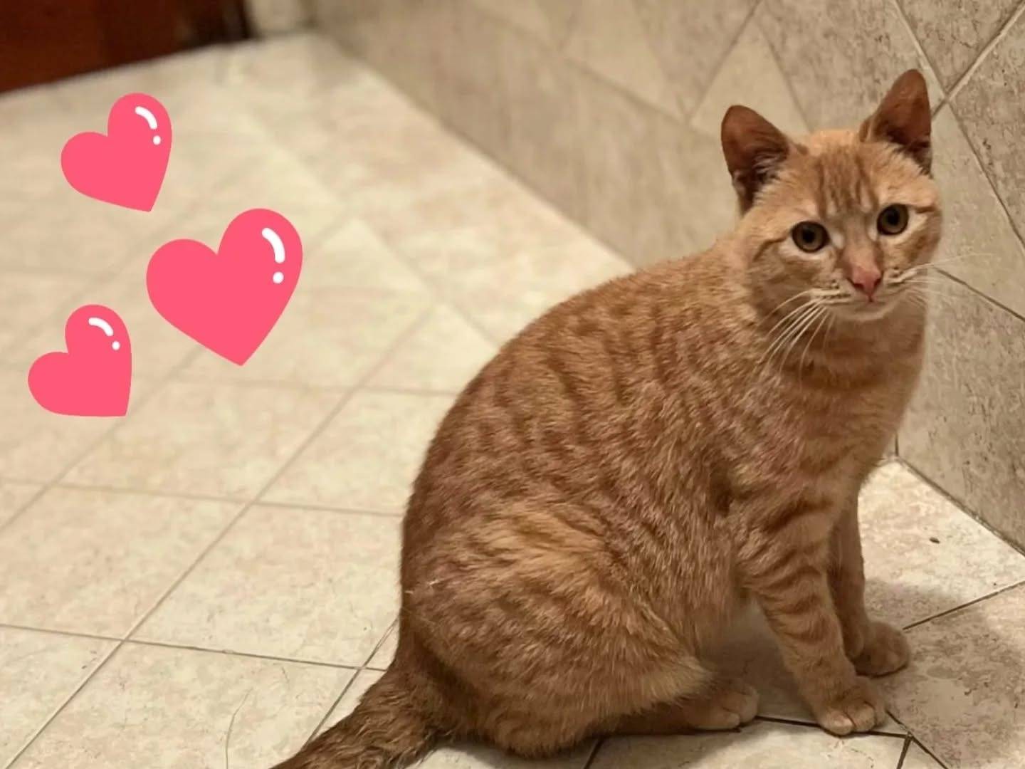 Vuoi adottare un gatto a Latina?