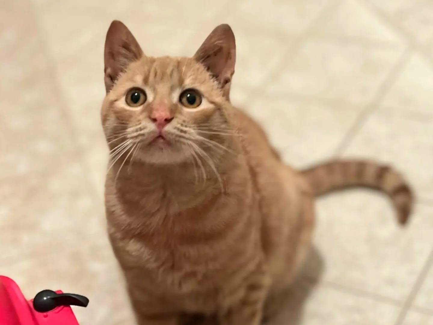 Adotta il gatto MIA a Latina