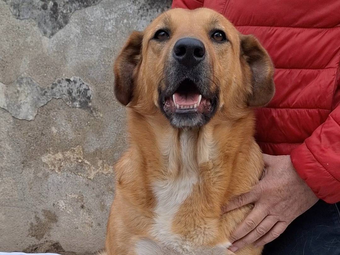 Foto dell'animale