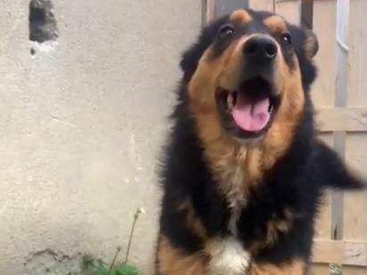 Adotta un cane, taglia media contenuta, femmina, Catanzaro