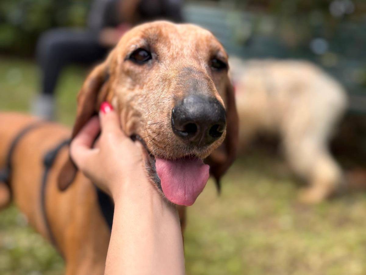 Foto dell'animale
