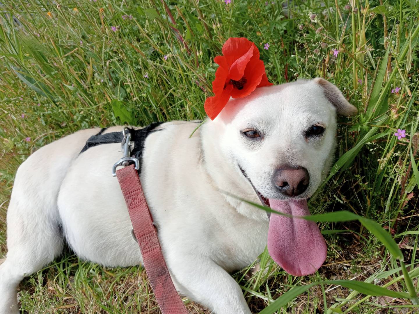 Adotta un cane, femmina, 4 anni  e 4 mesi , Cremona