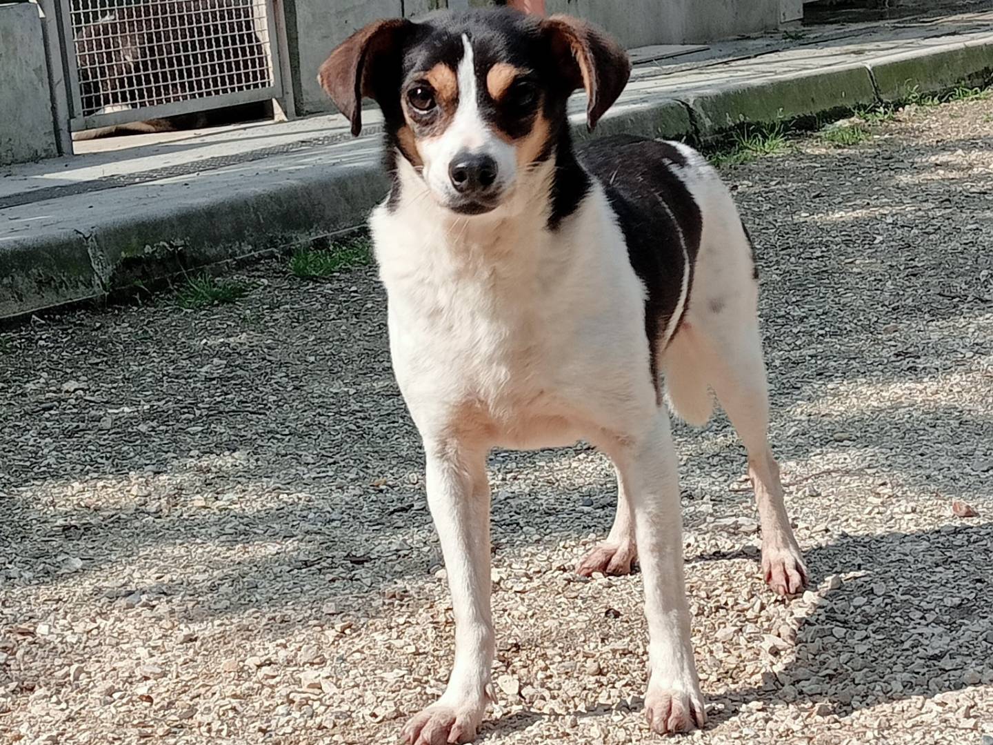 Adotta un cane, maschio, 7 anni  e 10 mesi , Cremona