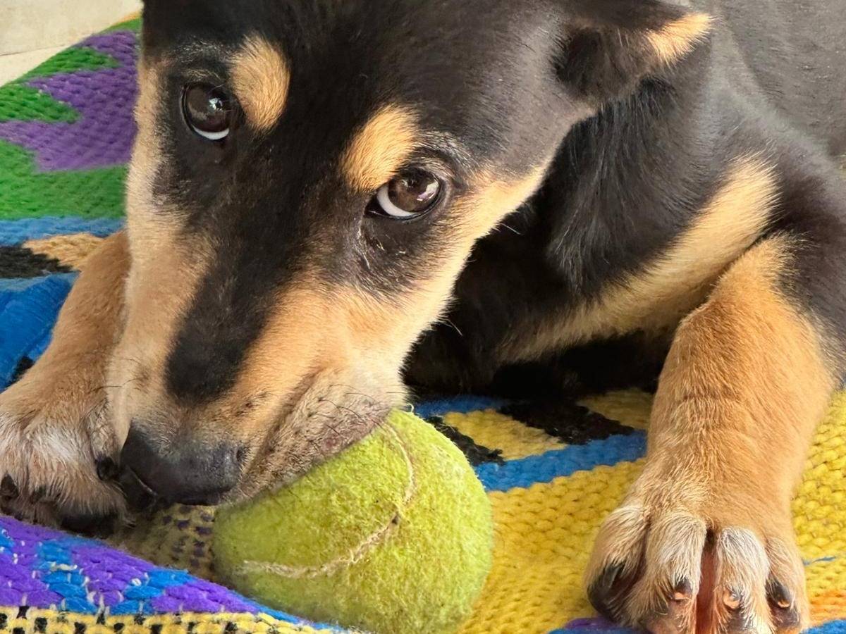 Adotta un cane, maschio, 6 mesi, Trapani