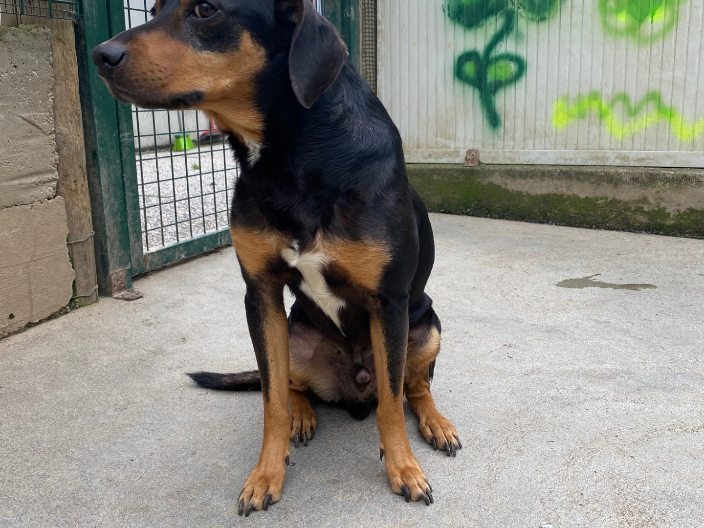 Adotta un cane, maschio, 7 anni  e 4 mesi , Lecco