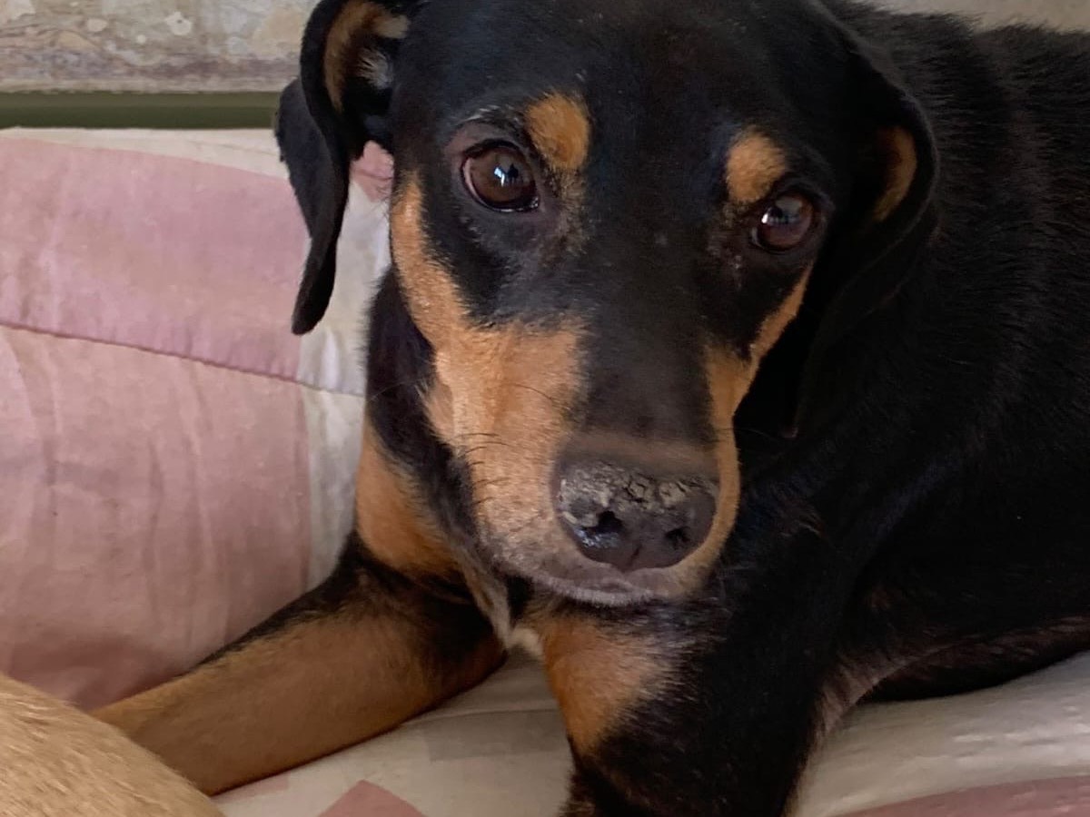 Adotta un cane, taglia media contenuta, maschio, Lecco