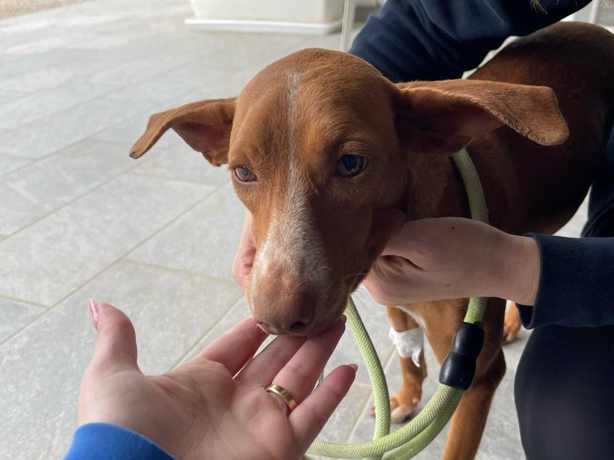 Adotta un cane, femmina, 2 anni  e 3 mesi , Catania