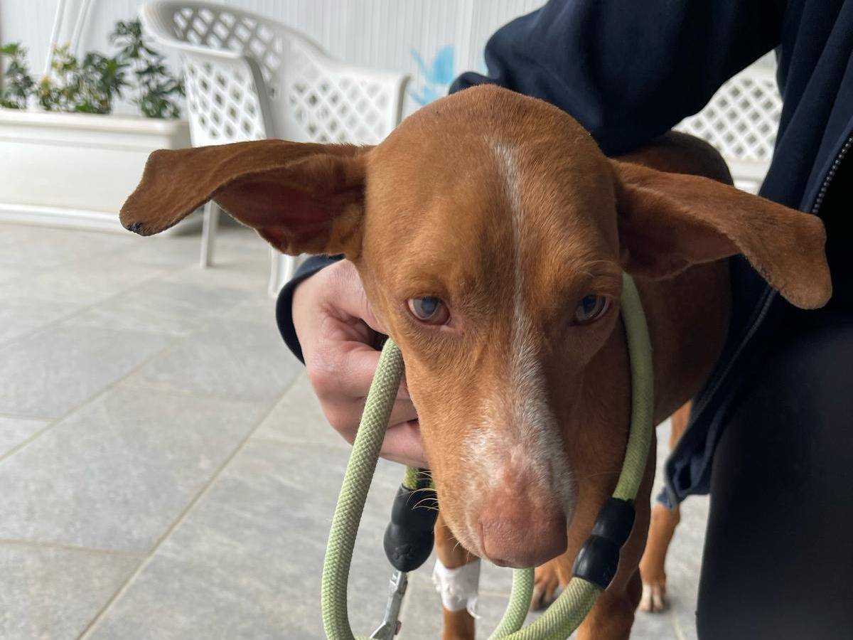 Adotta un cane, taglia piccola, femmina, Catania