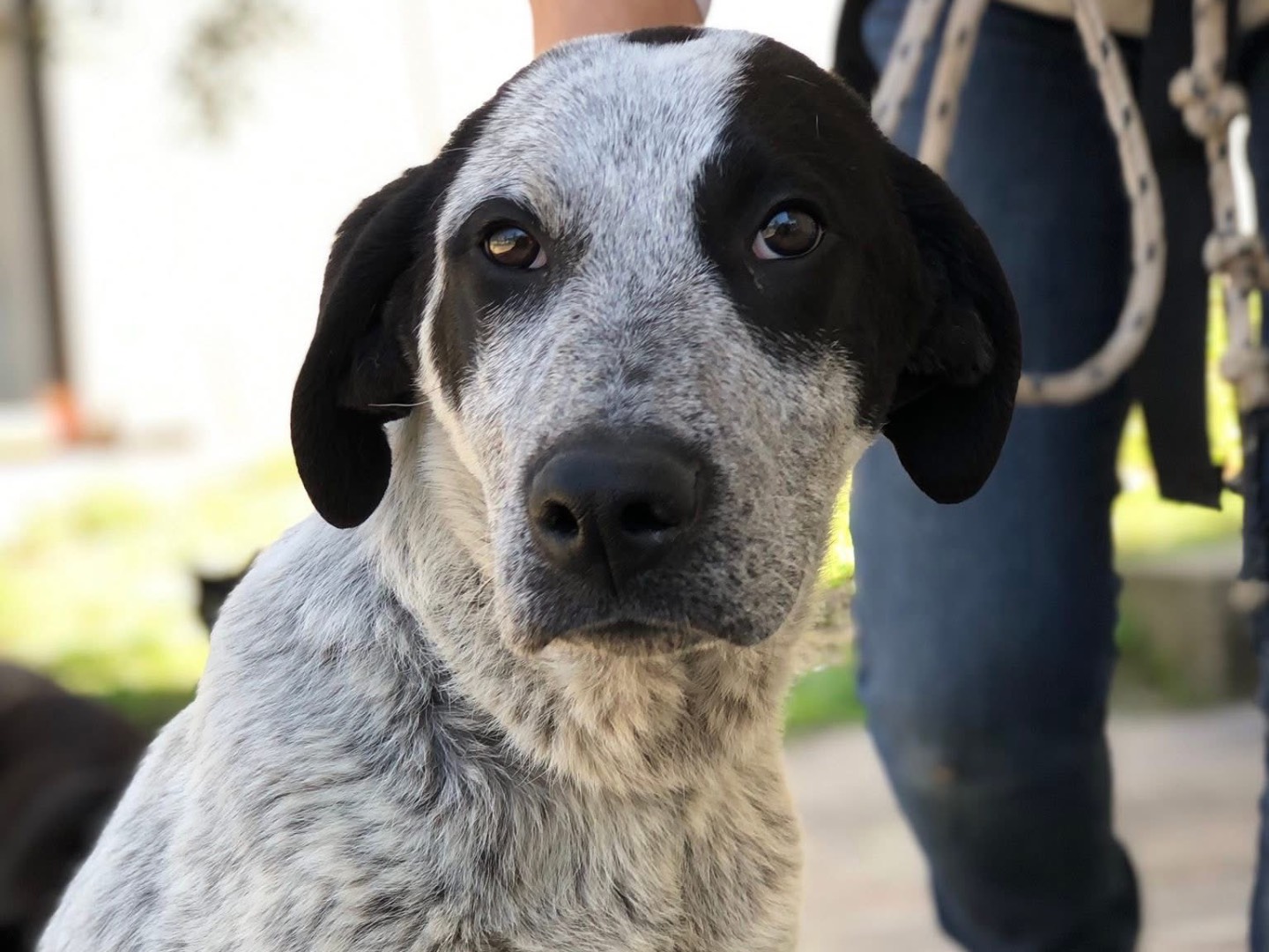 Adotta un cane, maschio, 8 mesi, Latina
