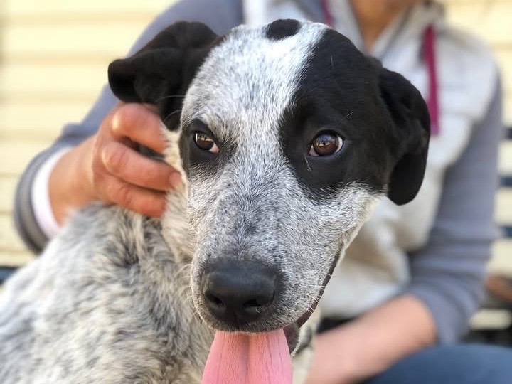 Adotta il cane Duplo a Latina
