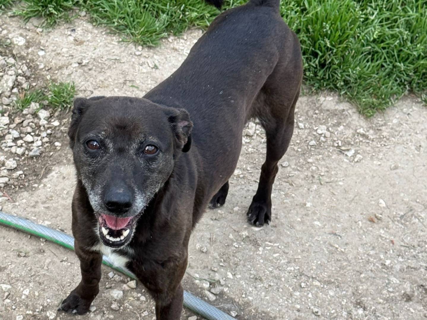 Adotta un cane, femmina, 5 anni  e 1 mese, Teramo