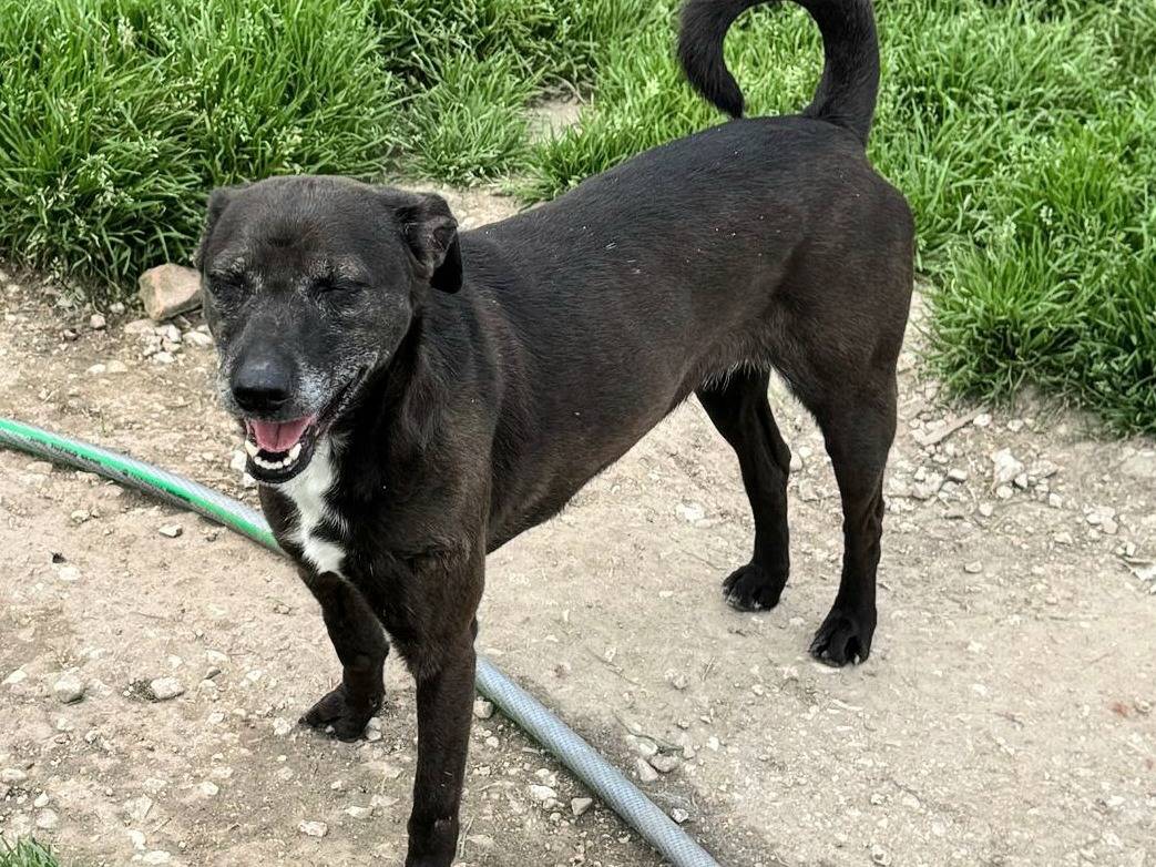Adotta un cane, taglia piccola, femmina, Teramo