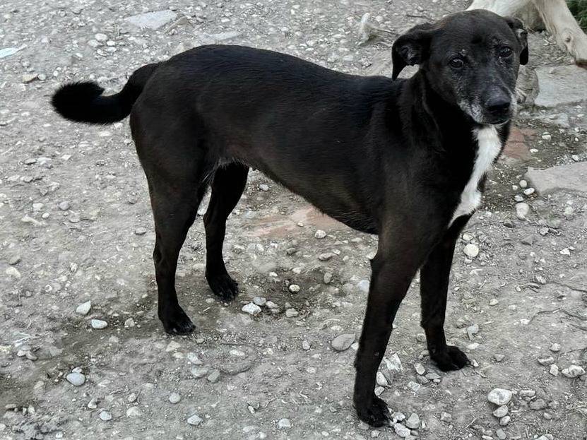 Vuoi adottare un cane a Teramo?