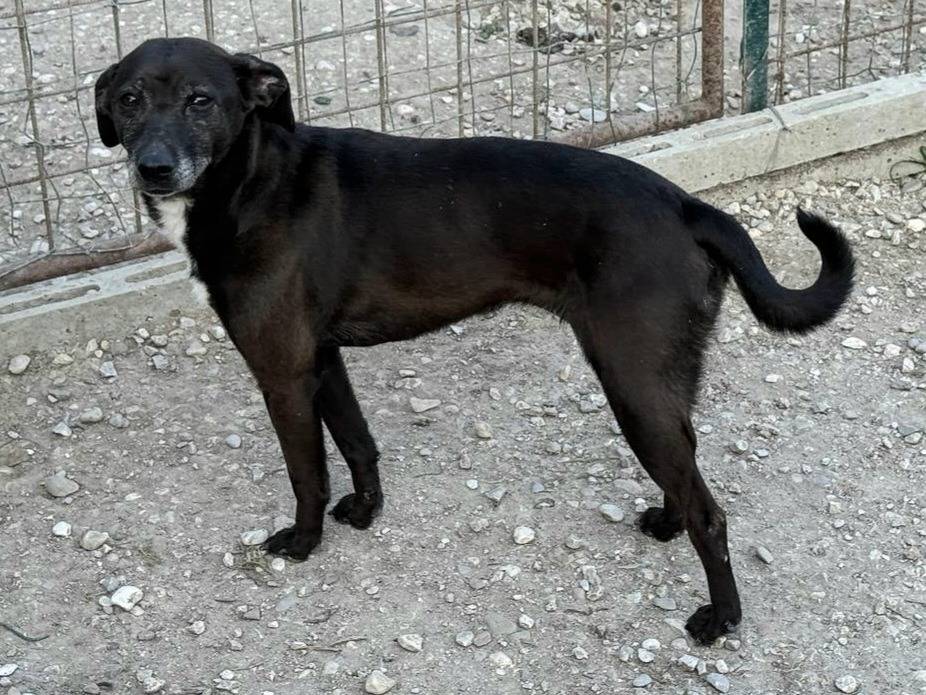 Adotta il cane Garcia a Teramo