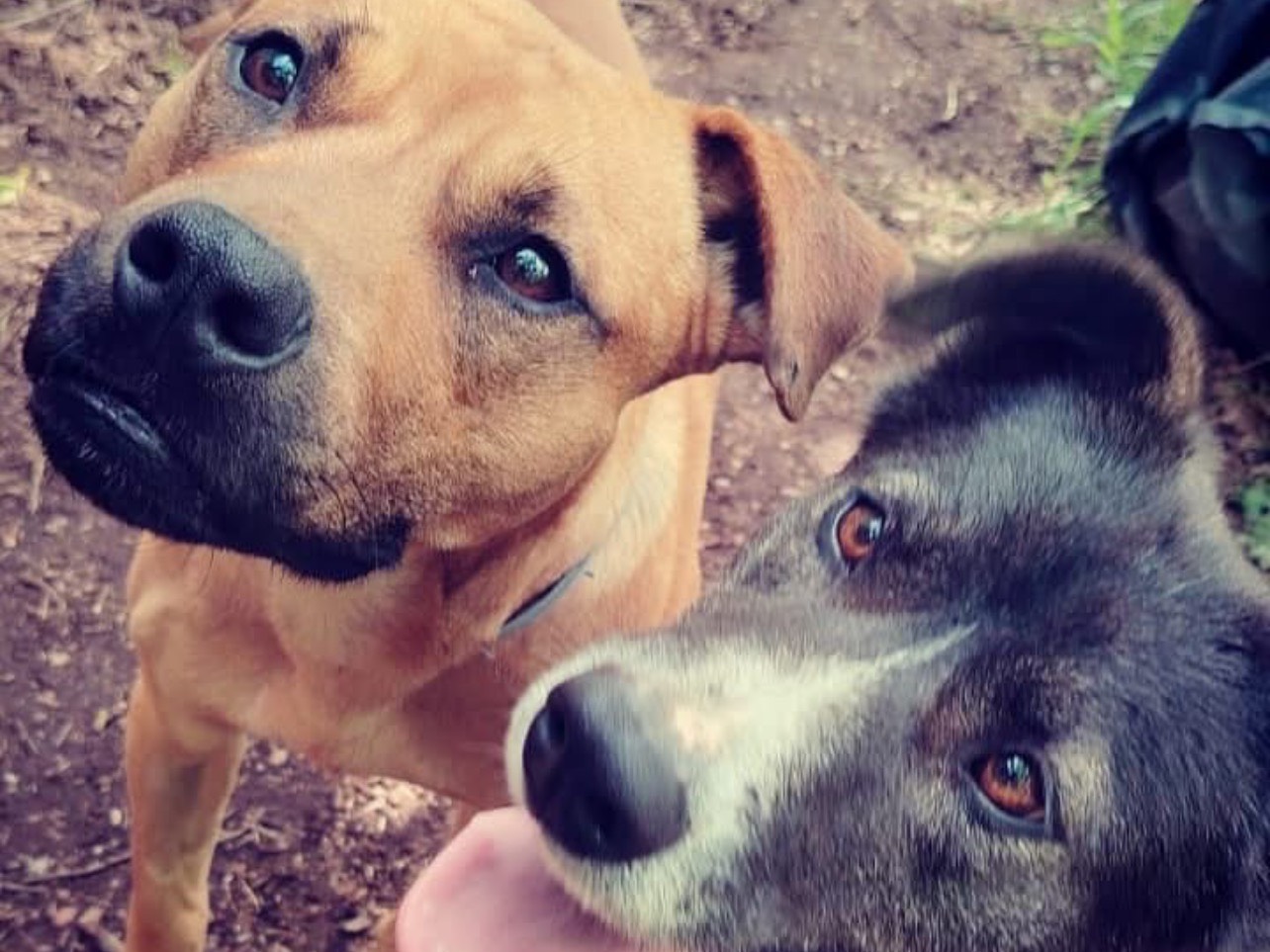 Adotta un cane, femmina, 2 anni  e 4 mesi , Roma