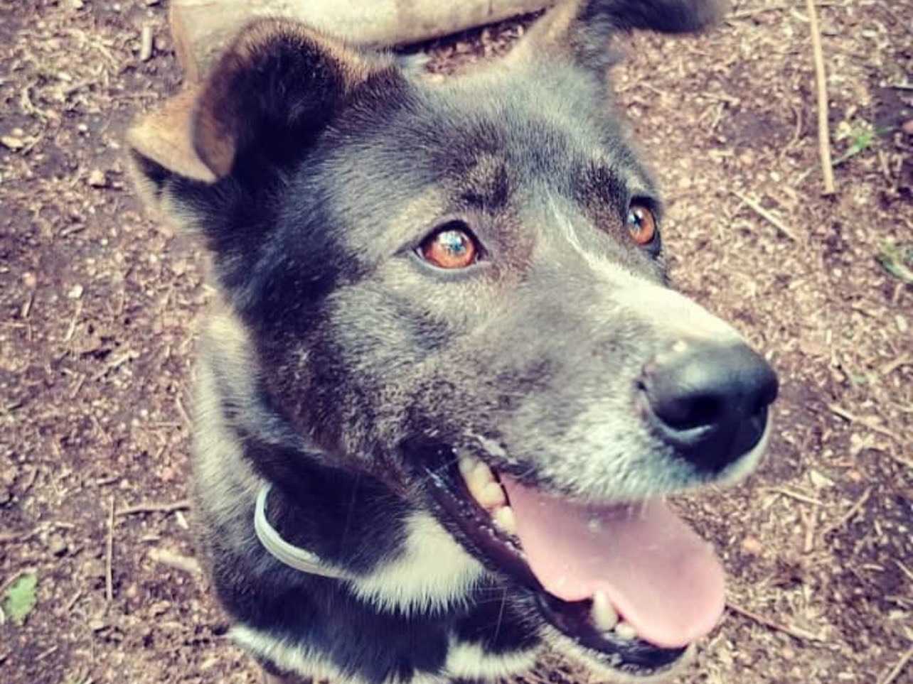 Vuoi adottare un cane a Roma?