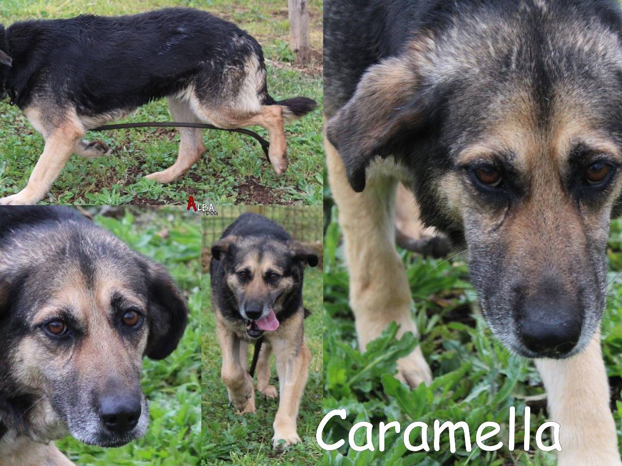 Foto dell'animale