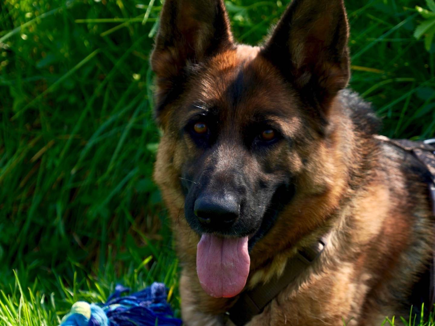Foto dell'animale