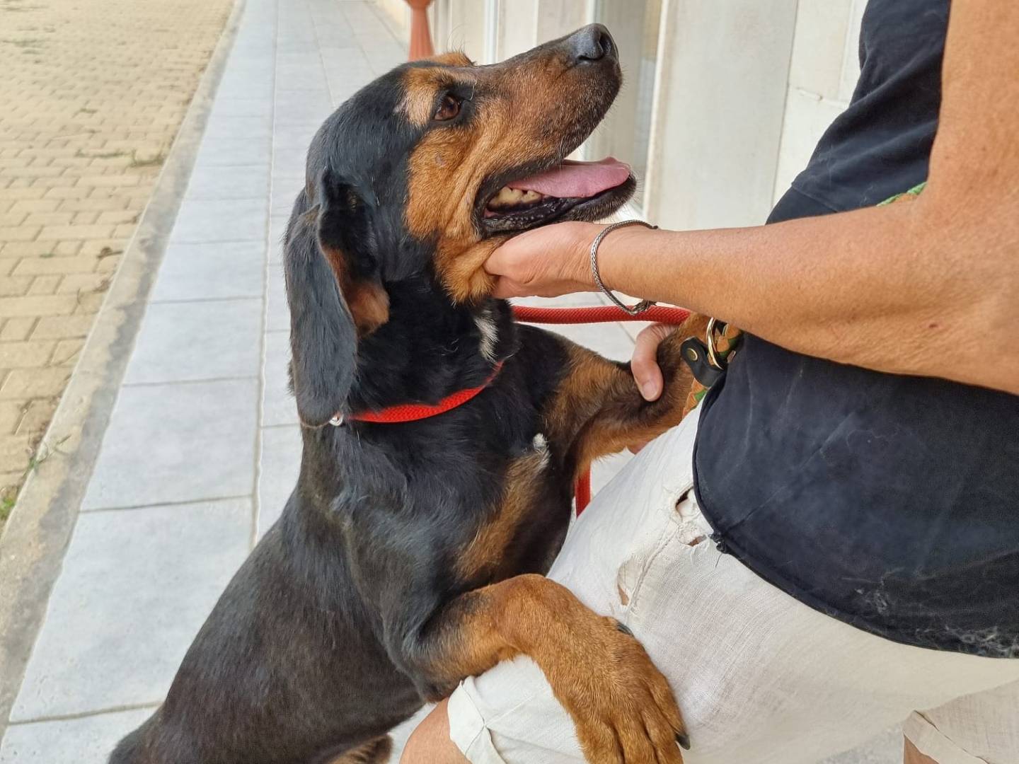Adotta un cane, taglia media contenuta, maschio, Bari