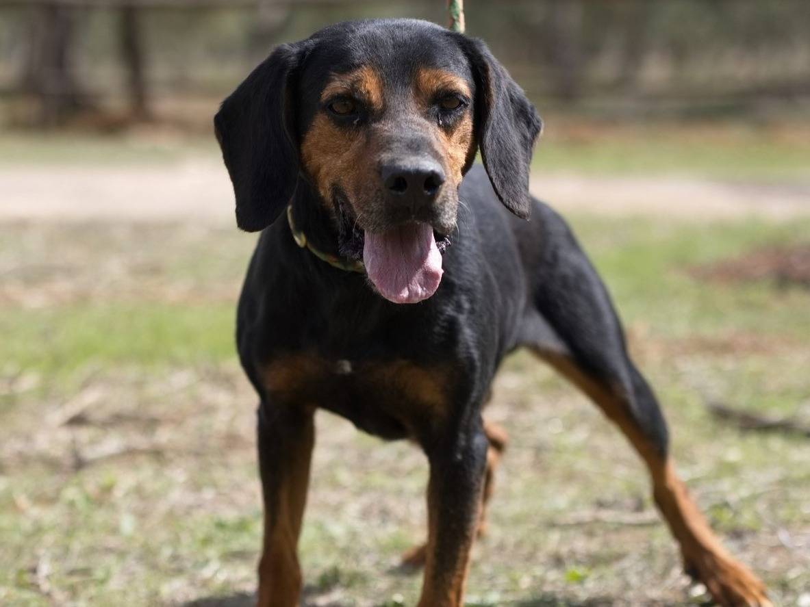 Vuoi adottare un cane a Bari?