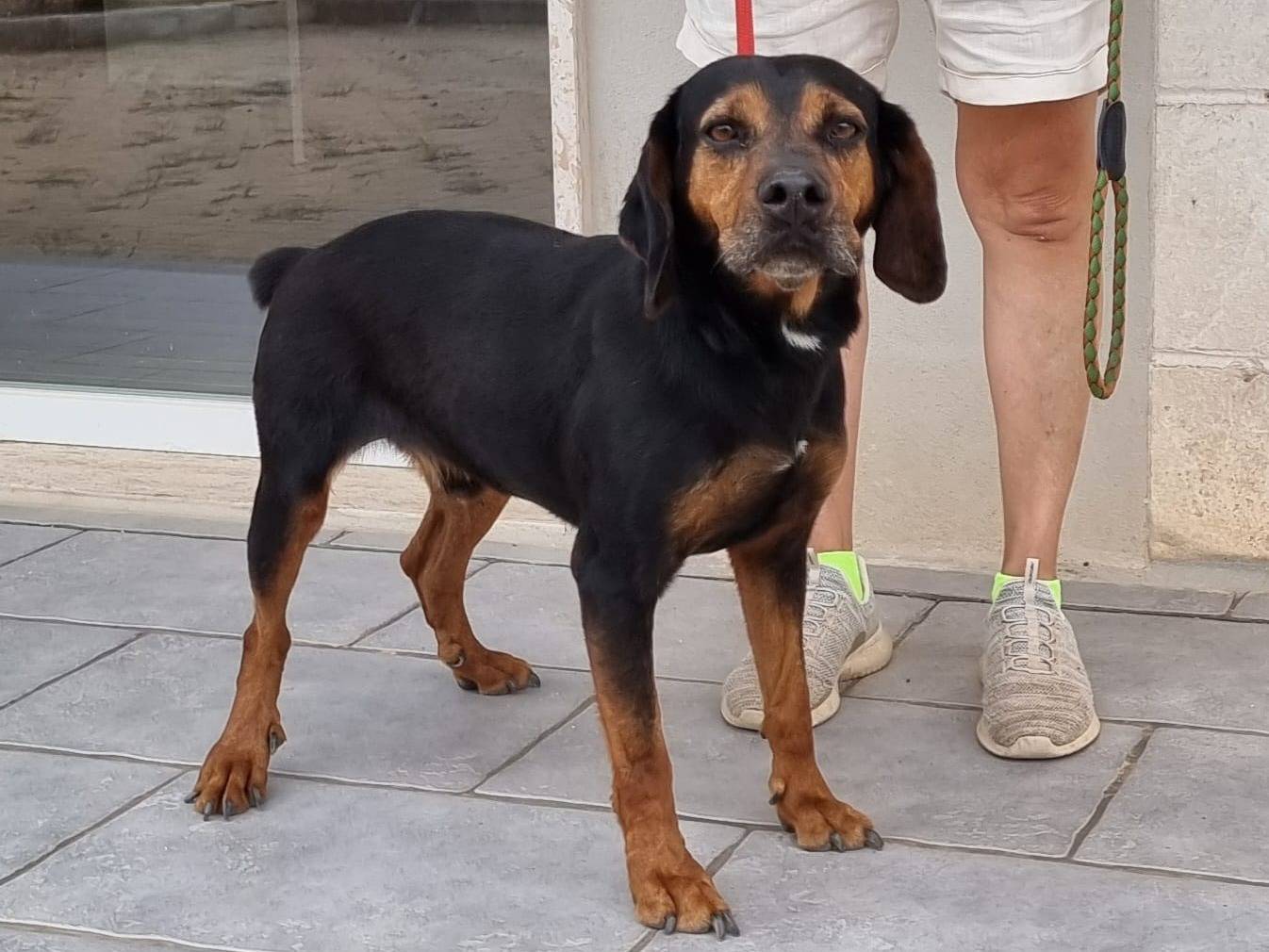 Adotta il cane Gennarino a Bari