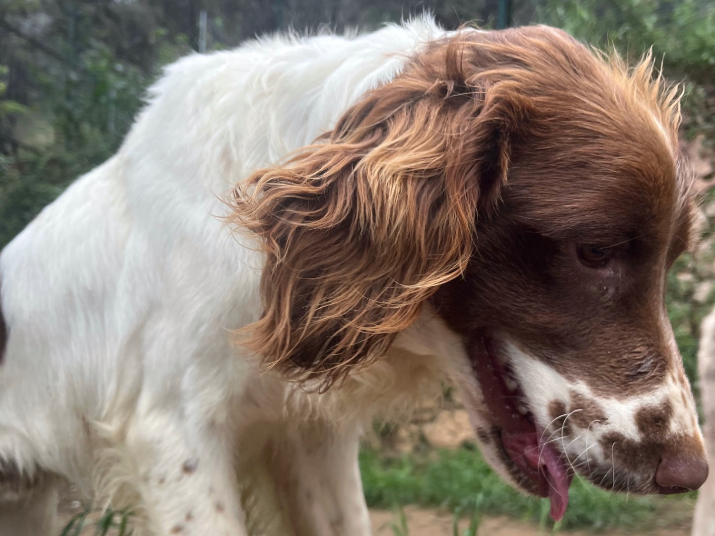 Adotta un cane, maschio, 2 anni  e 2 mesi , Savona