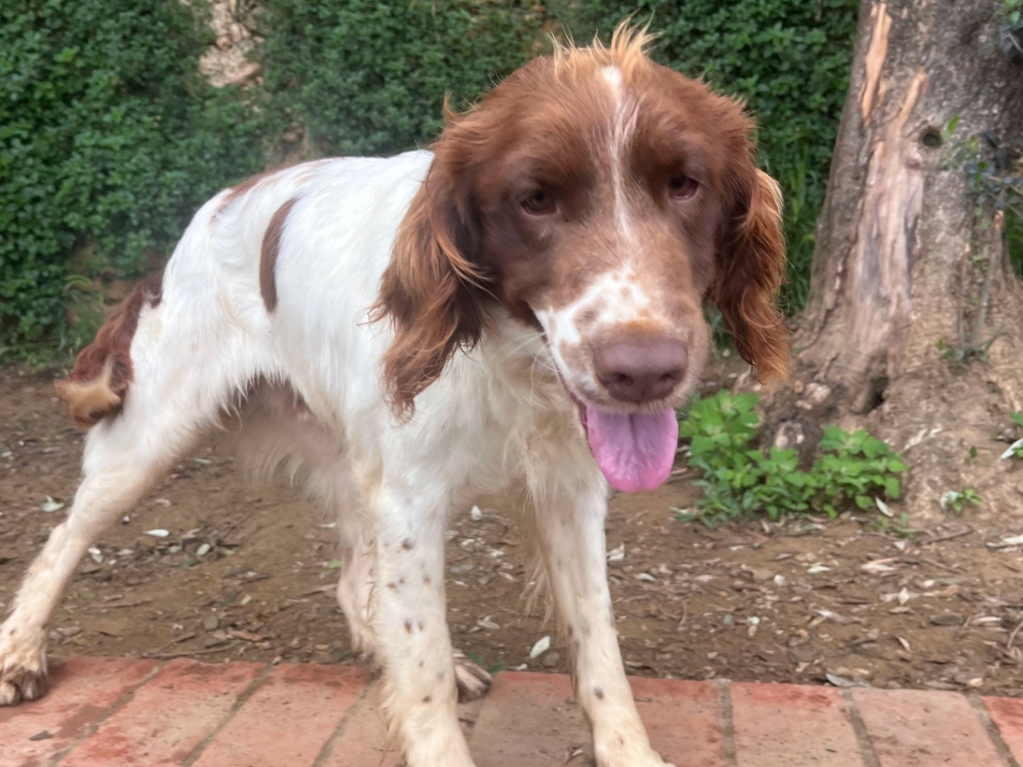 Vuoi adottare un cane a Savona?