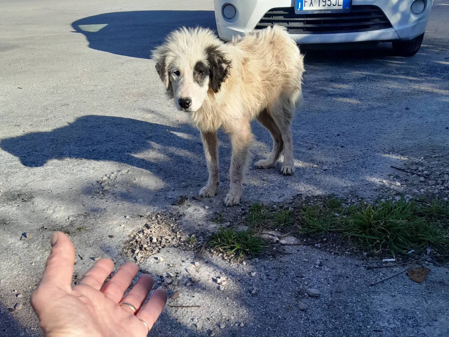 Vuoi adottare un cane a Caserta?