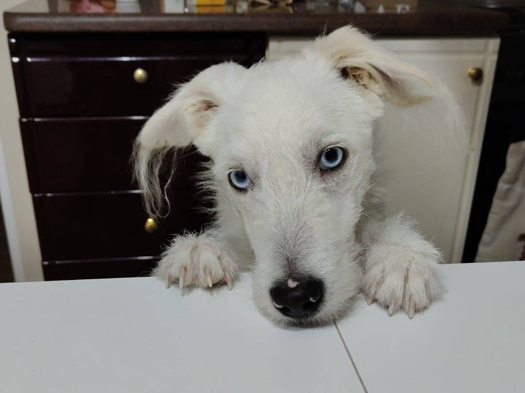 Adozione cane, maschio, Razza sconosciuta Razza sconosciuta, 10 mesi, taglia media contenuta, Catania