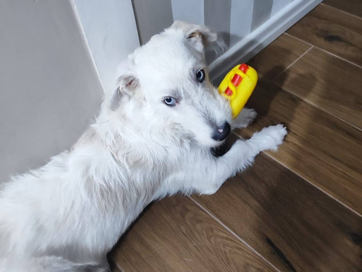 Adotta un cane, maschio, 10 mesi, Catania
